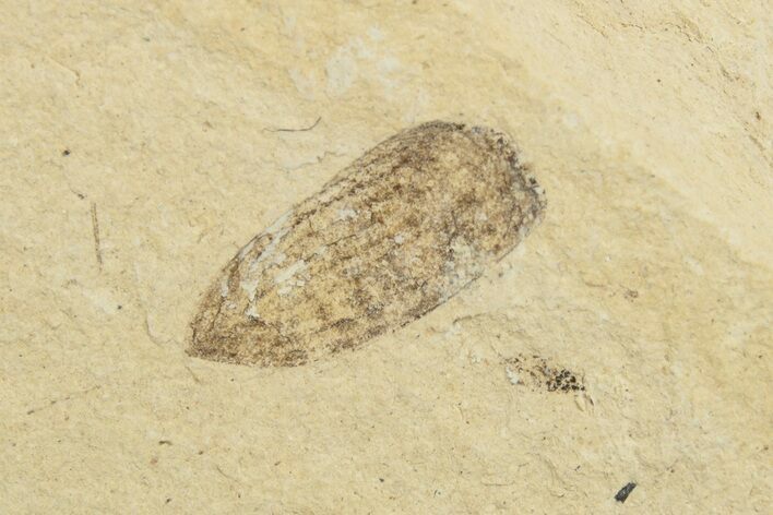Fossil Beetle (Coleoptera) Elytron - Bois d’Asson, France #254227